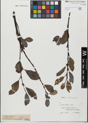 Foto von Salix glabra Scop.